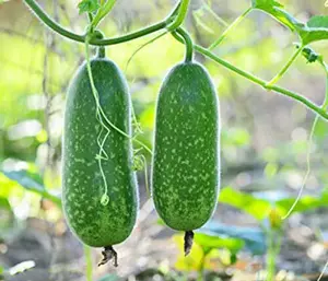 20+ Organic Hairy skin gourd seeds Fuzzy melon Wax gourd Hairy melon Mokwa USA