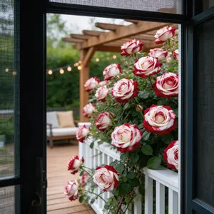 200pcs Rare Twin Red White Rose Flower Seeds for Planting - Captivating Garden Blooms Non GMO Heirloom Garden - Planting Instructions for Easy Grow - Great Gardening Gifts