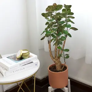 Aralia Fabian Stump 'Polyscias Scutellaria'