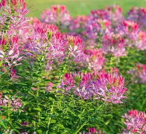Cleome CHERRY QUEEN Spider Plant Attracts Butterflies Bees 200 Seeds