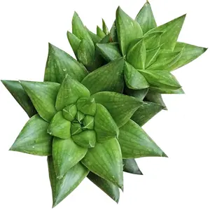 Haworthia marumiana var. Batesiana Succulent