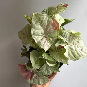 Syngonium Milk Confetti 6" pot  - Rare Collector's Plant with Variegated Leaves Indoor Garden Decor