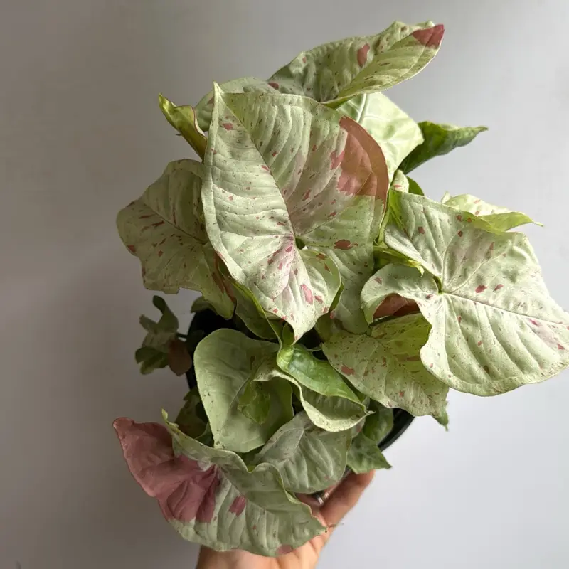 Syngonium Milk Confetti 6" pot - Rare Collector's Plant with Variegated Leaves Indoor Garden Decor