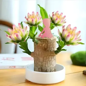 Brazilian Lucky Wood Hydroponic Pot - Symbol of Luck Prosperity - Easy to Grow Indoors with Tray Included - Enhances Humidity Reduces Stress - Topiary Artificial Tree Decorative Ornament Gift