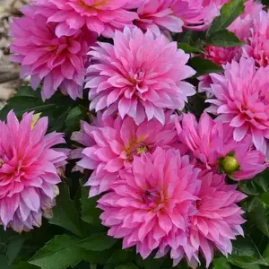 Dahlia Gallery RENOIR  ( Tuber) SUMMER Flowers