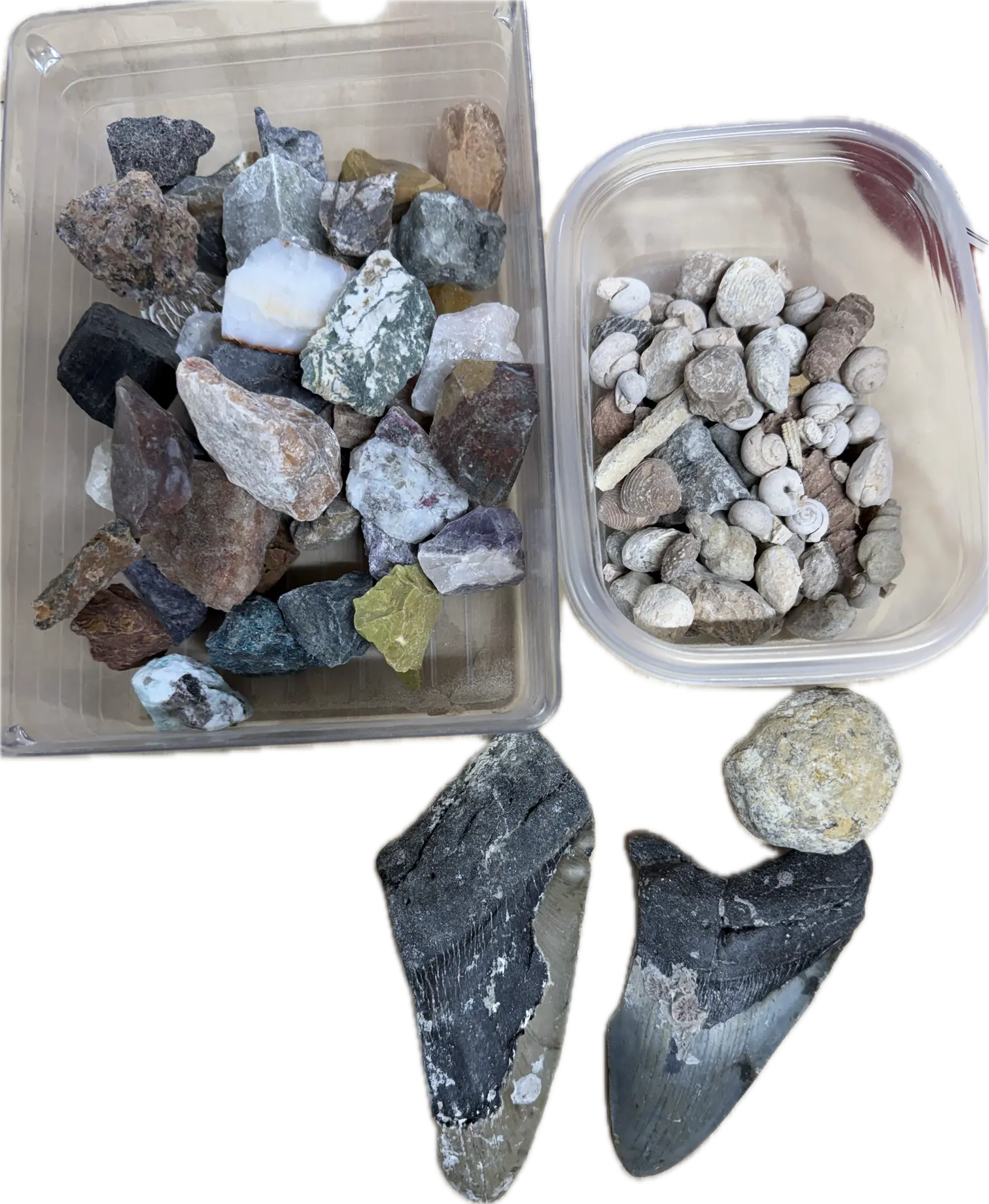 THE MEGALODON ONE GALLON NATURAL CRYSTAL AND FOSSIL MINING BUCKET