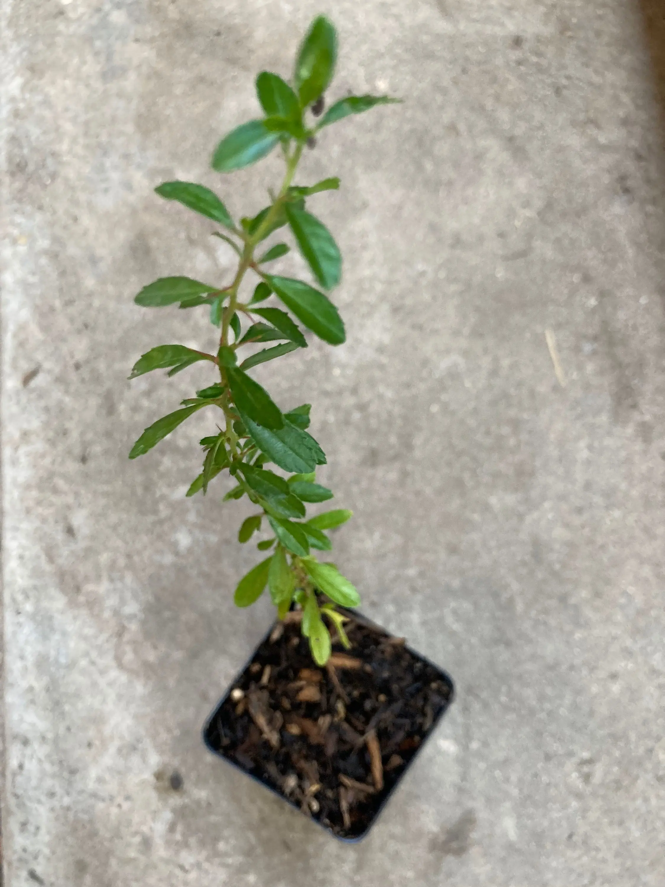 Organic Red Spiny Hackberry Granjeno Live Bush-Type Tree - Thorny Shrub, Full Sun Plants, Drought Resistant, Compost Source, Good Quality Compost, Includes Care Guide, Reaches Up to 5m