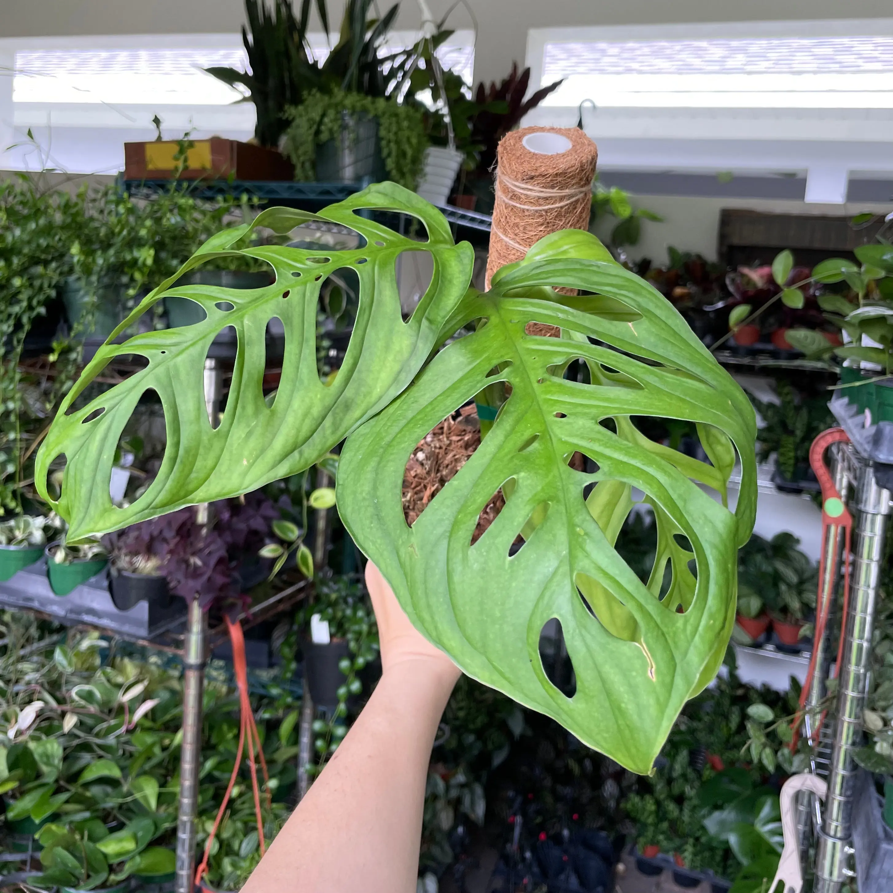 Monstera esqueleto (moss pole not included) - 6” pot