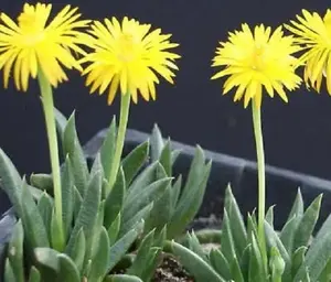 Bergeranthus artus living stone ice plant cacti rare mesem cactus seed 50 SEEDS