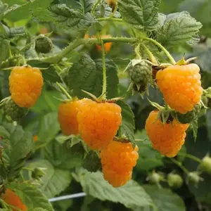 FALL GOLD RASPBERRY ( 1 YR #1 ) STARTER PLANT VINE