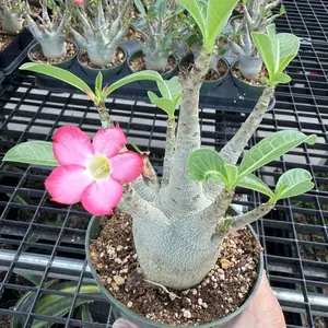 Rare Adenium Arabicum Godji Caudex - Unique Succulent Live Plant