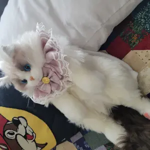 Product Review of 【TikTokShopBacktoSchool】Chongker Stylish Daypack Plush Cat Backpack - Realistic Stuffed Animal Fashion Accessory & Unique Gift for Cat Lovers - 1 Set Gift Wrap from ** B**m **