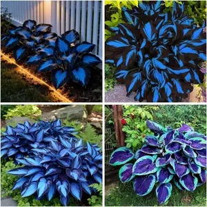 207+ Hosta Seeds Blue for Planting Outdoors - Rare Hostas Seeds Perennial Giant Low Maintenance Shade Plants for Borders Containers & Landscape Design