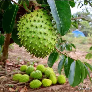20+ Soursop Tree Seeds  – Tropical Perennial Fruit Trees – Grow Your Own Home Garden or Mini Farm