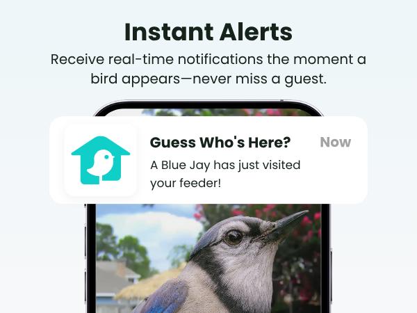 Birdfy Smart Bird Feeder with Camera for Rookie, Camera Bird Feeder Dual Night Vision, AI Recognition IP66 Waterproof for BirdLovers
