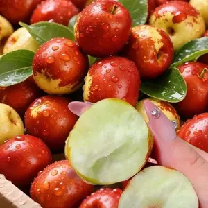 Rock Sugar Jujube Seeds – Highly sweet and juicy, easy to grow, and cold-resistant fruit tree seeds, suitable for backyard planting/family orchards. Produce healthy, fresh jujubes with a high germination rate.