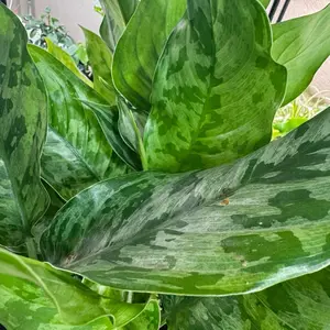 Aglaonema Army 8in Pot