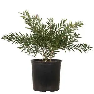 Red Cluster Bottlebrush