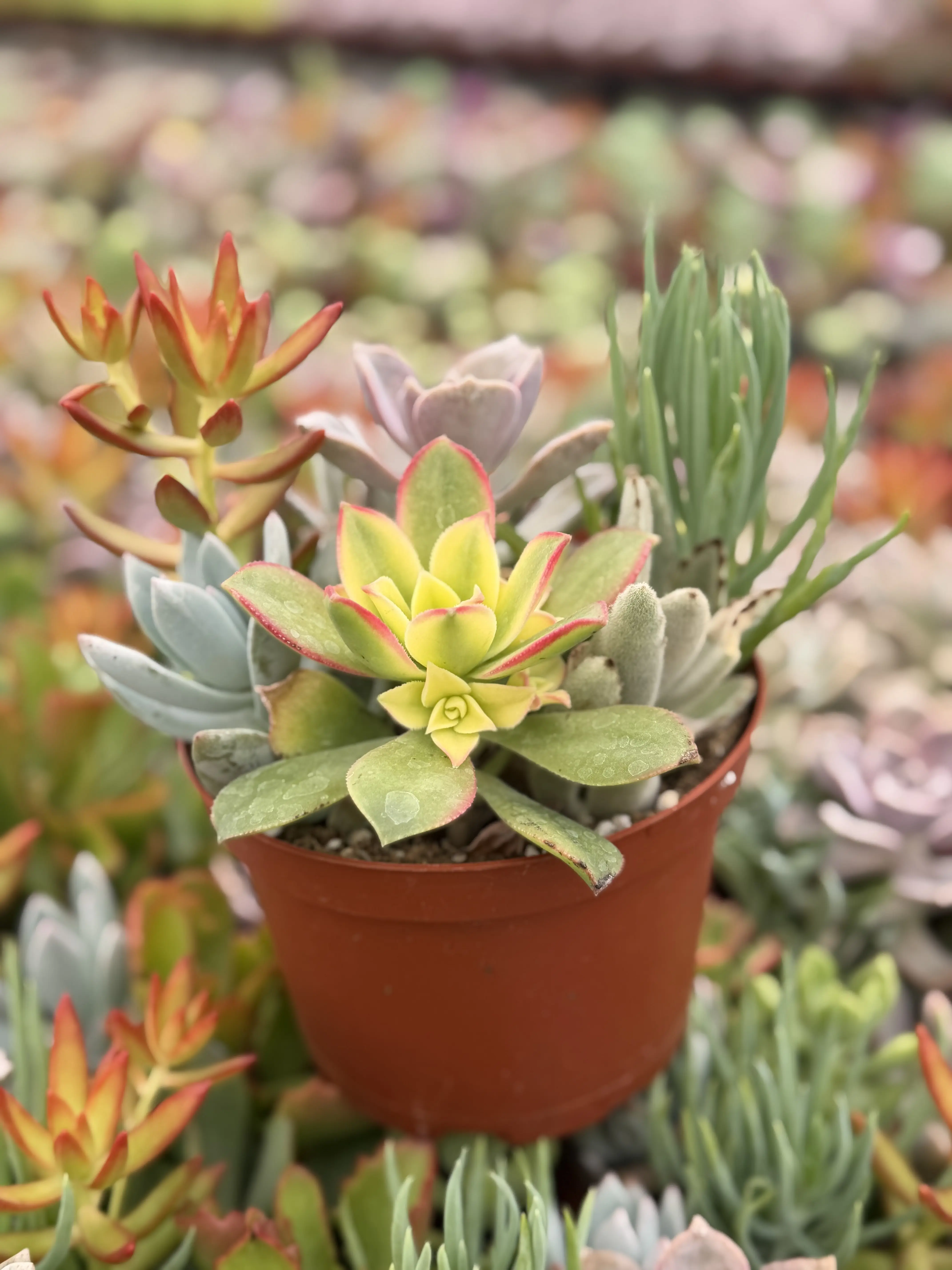 4-inch Encanto Garden Succulent Combo