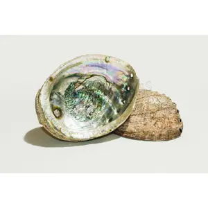 Green Abalone Sea Shell One Side Polished Natural Beach Craft 5"-6"(2 pcs)#JC-17