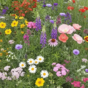 Northeast Mix Bulk Wildflower Seeds, 1lb