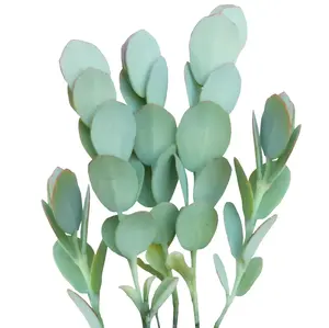 Kalanchoe Panamensis - Kalanchoe marnieriana