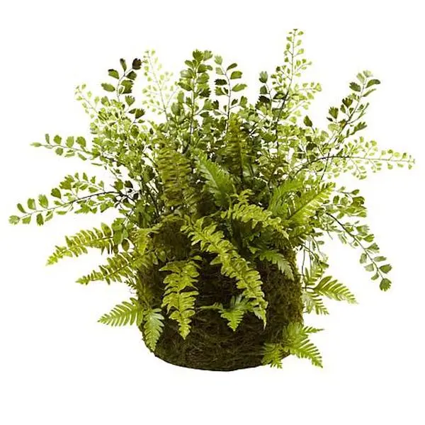 Nearly Natural Mixed Fern with Twig and Moss Basket