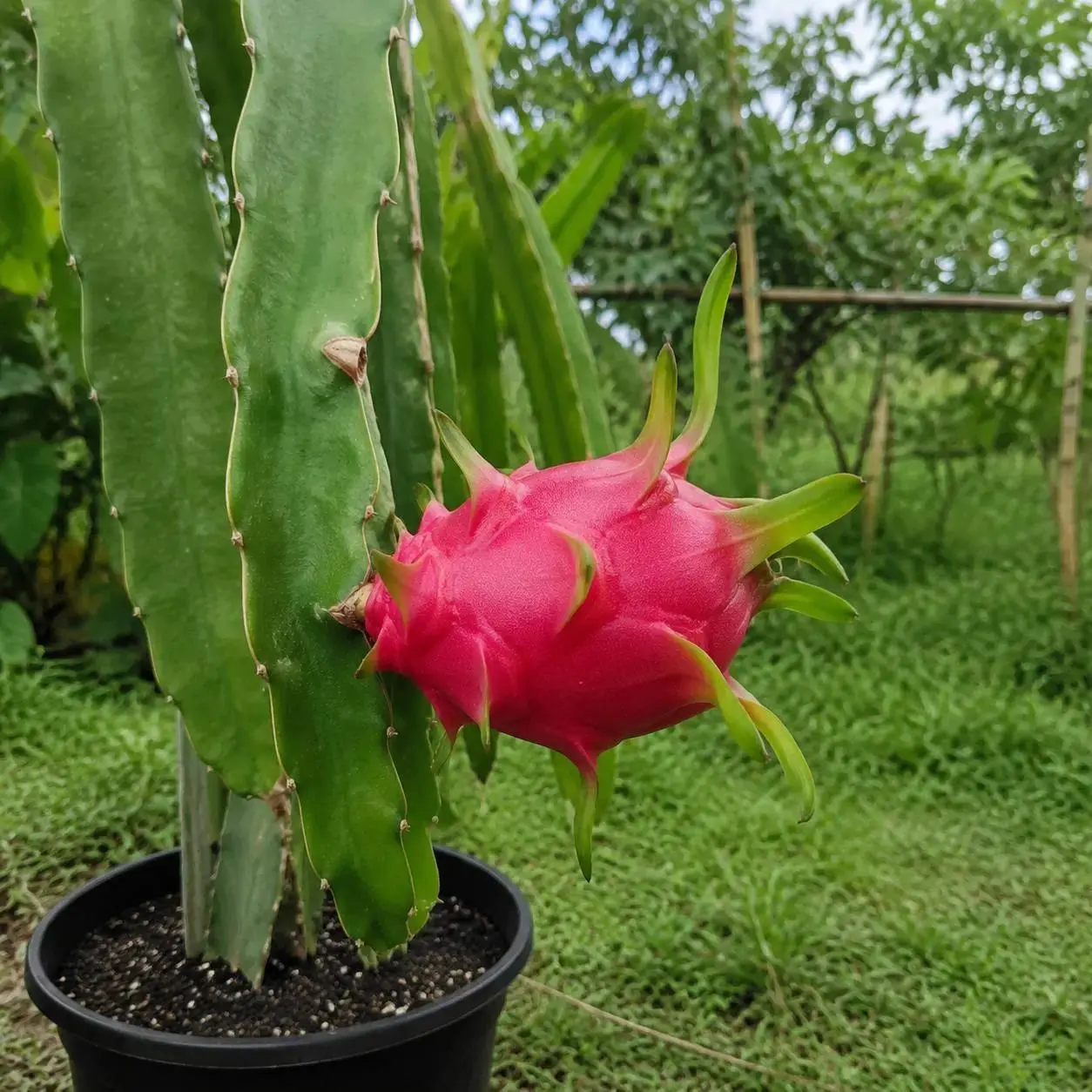 Premium Dragon Fruit Plant Seeds - Non-GMO, High Sprout Climbing Cactus Fruit Seeds, Sweet Pitaya Edible Landscape Plant for Home Garden, Greenhouses, Gardening Gifts (Good Vigor, Indoor/Outdoor Use)