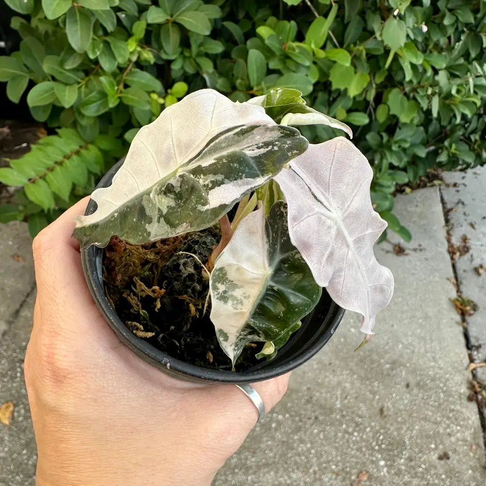 Alocasia polly pink snow - 4" pot