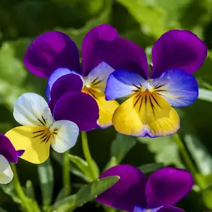 Outsidepride Johnny Jump Up Viola Seeds – 5000 Easy-Grow Perennials for Gardens, Containers, Hanging Baskets, Pollinators
