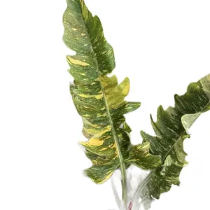 XL Variegated Ring of Fire Philodendron - 6” Pot