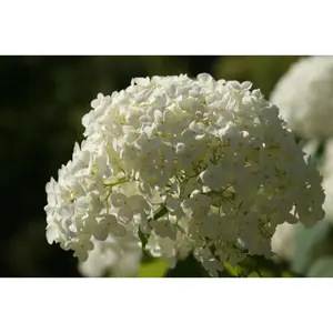 HYDRANGEA A. 'ANNABELLE'  G3