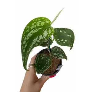 3” Scindapsus Tricolor