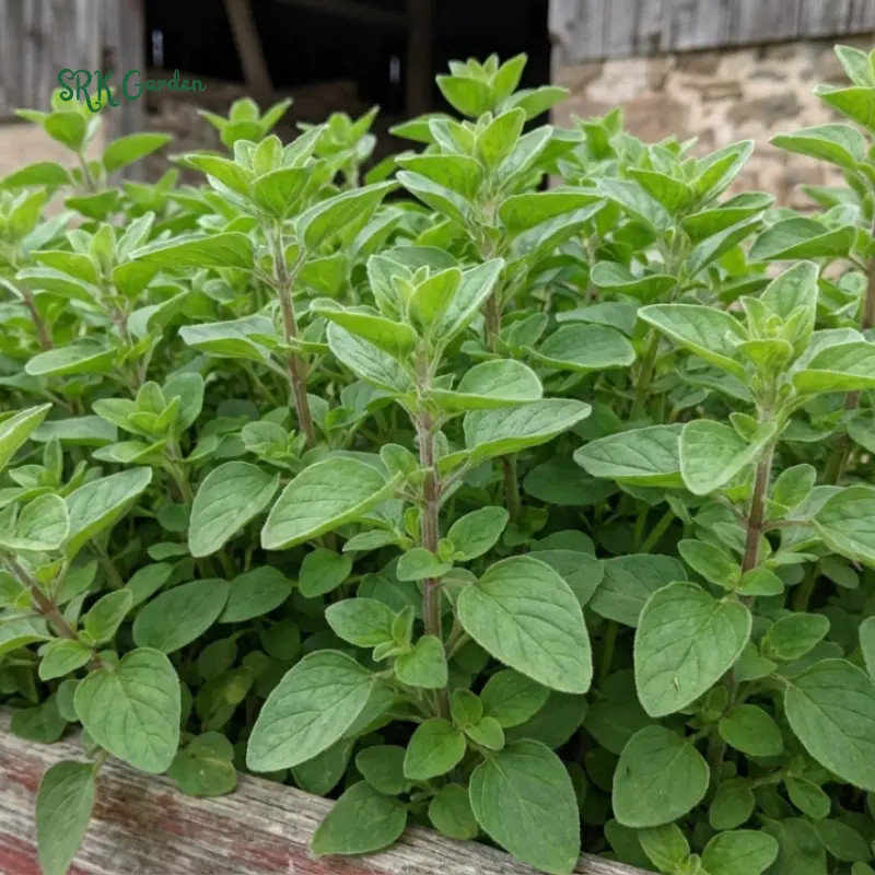 150+ Sweet Marjoram Seeds