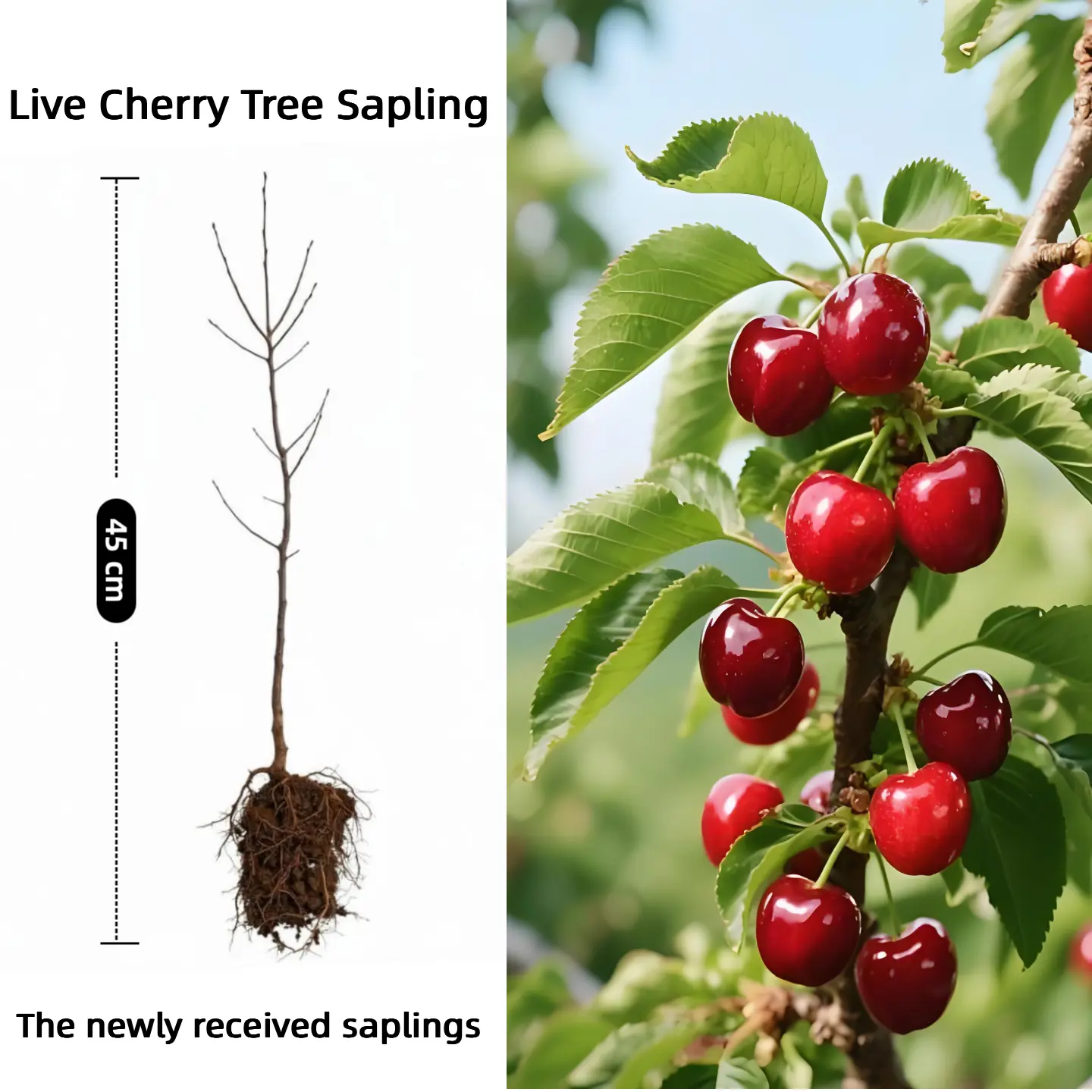 Live Cherry Tree Plant（1 plant）
