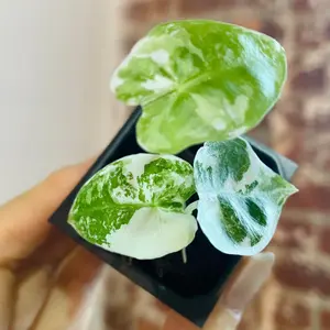 Variegated Alocasia Frydek Plug Grower’s Choice