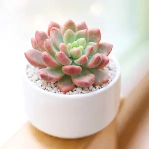 Cremneria 'Expatriata'