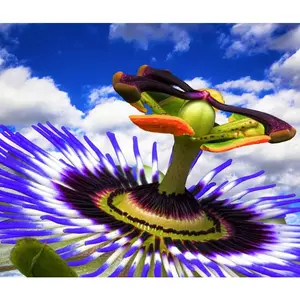 Vanilla Passion Fruit (Compare to Glade®) - Premium Fragrance Oil