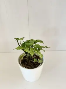 Syngonium Batik - 4''