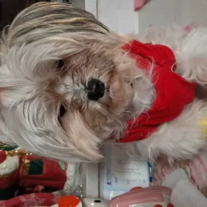 ROZINO Pet Tear Scar Care Cream 20g Repairs Dryness, Itching, and Reduces Secretions, While 20g Provides Gentle Nourishment To Fade Pet Tears. It Is A Caring and Effective Product To Protect The Eyes Of Cute Puppy