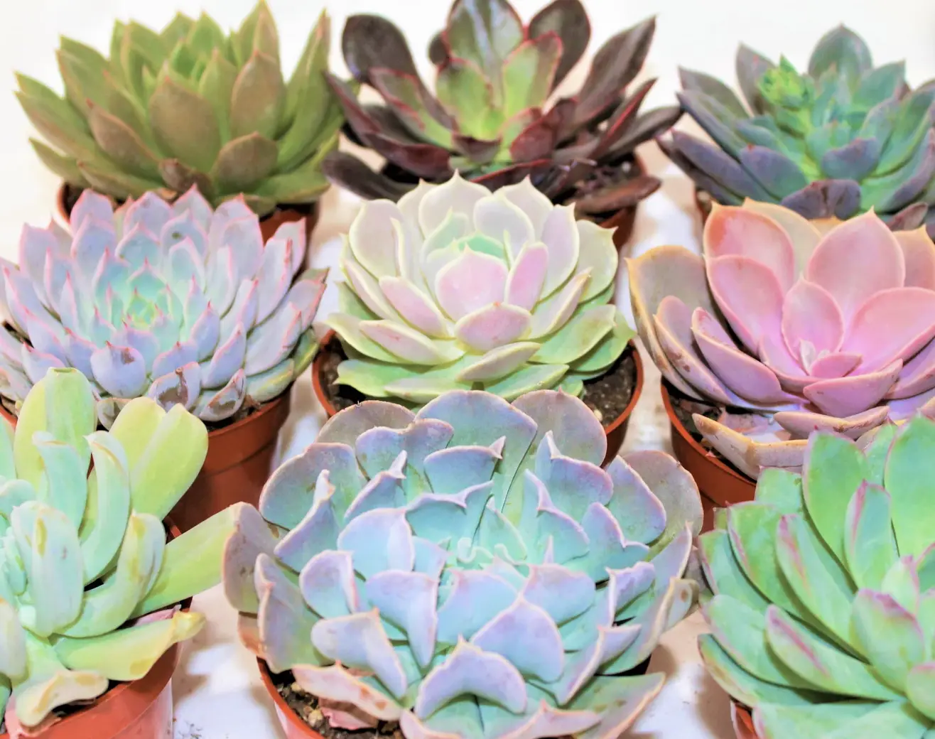 4" Echeveria Succulent Collection: Assorted Live Indoor Plants