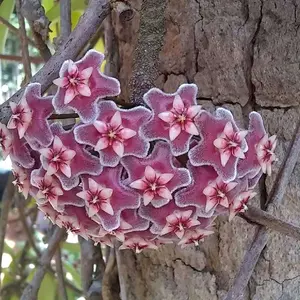 Hoya Pubicalyx Plant - Rooted