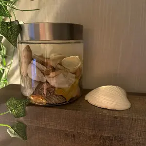 Soul Shells (Seashells, Decor, Meditation)