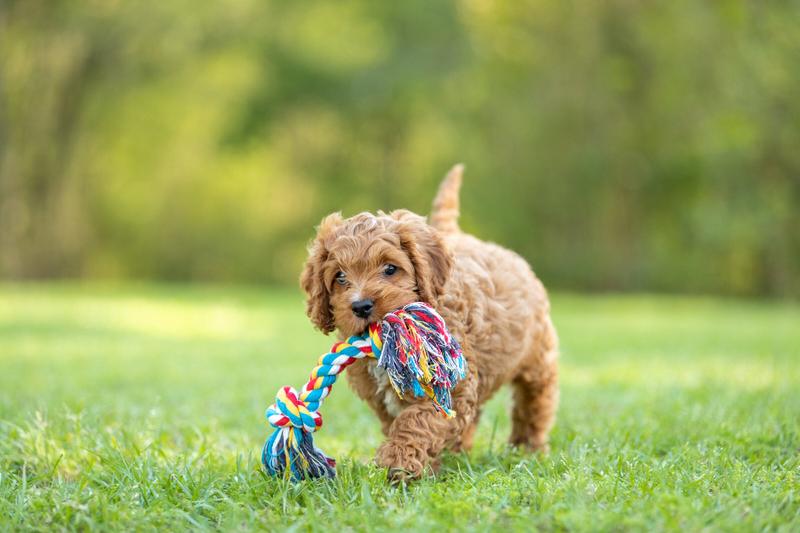 Jeffers Multi-Colored Braided Rope Bone Tug Toy for Dogs