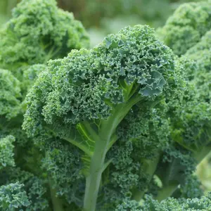 Blue Scotch Curled Kale Seeds (Brassica oleracea) Cold-hardy kale with tight, blue-green curls. Great for salads, soups, and sautés. Nutrient-rich and easy to grow.
