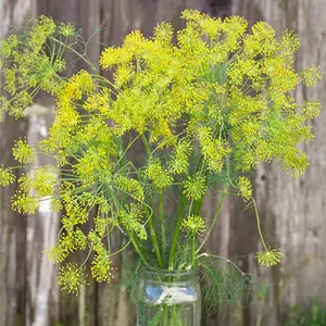 Bouquet Dill Seeds