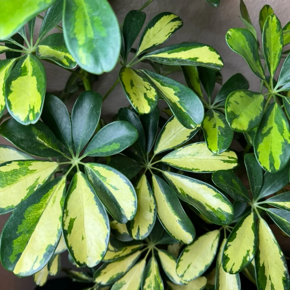 Arboricola Umbrella House Plant, Low-Maintenance Potted Indoor Plant for Home Garden Decor, Potted Indoor Plants