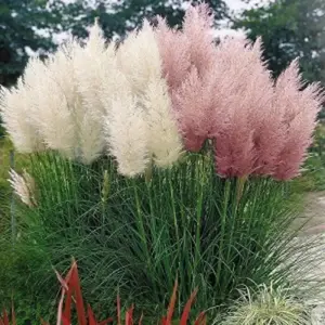1000 White Pampasia Seeds Cortaderia Selloana Snow White Grass Plant Privacy Barrier Ground Cover Plant Excellent Garden Choice