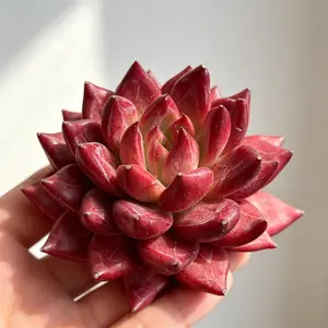 Echeveria 'Devil Elf' 4" Bare Root Succulent | Rare Red Rosette Succulent | Easy Care Live Indoor Plant | Beginner Friendly Home & Garden Decor | Perfect Gift #Succulent #Echeveria #RarePlants #PlantTok #HomeDecor