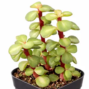 Portulacaria afra 'Medio-picta'